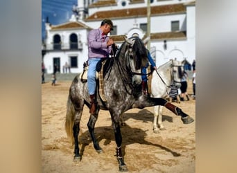 PRE Mix, Stallone, 4 Anni, 170 cm, Grigio pezzato