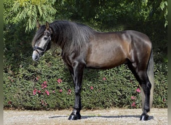 PRE Mix, Stallone, 4 Anni, 170 cm, Grigio rossastro