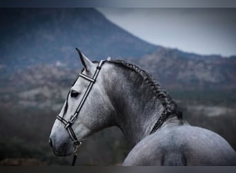 PRE Mix, Stallone, 4 Anni, 171 cm, Grigio pezzato