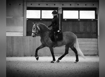 PRE, Stallone, 4 Anni, 172 cm, Grigio pezzato