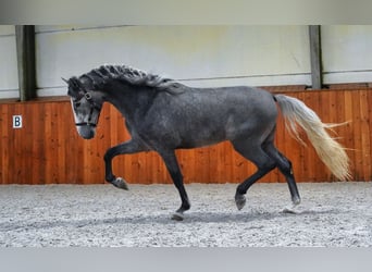 PRE, Stallone, 4 Anni, 172 cm, Grigio pezzato