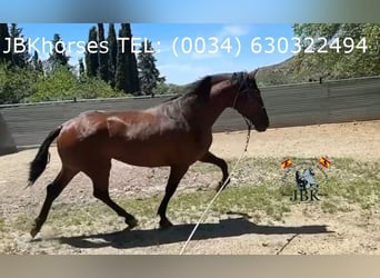 PRE Mix, Stallone, 4 Anni, 174 cm, Baio