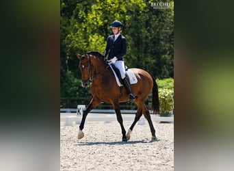 PRE Mix, Stallone, 4 Anni, 174 cm, Baio scuro