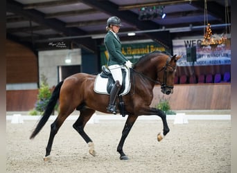PRE Mix, Stallone, 4 Anni, 174 cm, Baio scuro