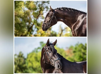 PRE Mix, Stallone, 4 Anni, 175 cm, Morello