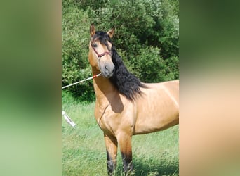 PRE, Stallone, 4 Anni, 175 cm, Pelle di daino