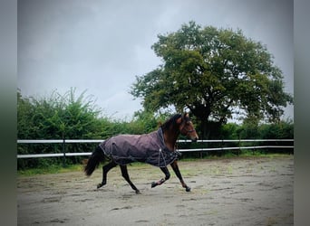 PRE Mix, Stallone, 4 Anni, 176 cm, Baio