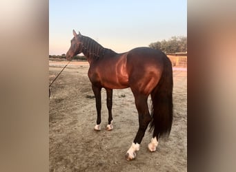 PRE, Stallone, 4 Anni, 176 cm, Baio scuro