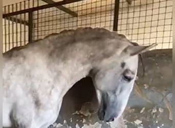 PRE, Stallone, 4 Anni, 176 cm, Grigio