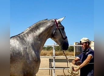 PRE, Stallone, 4 Anni, 176 cm, Grigio