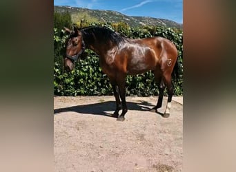 PRE, Stallone, 4 Anni, Baio