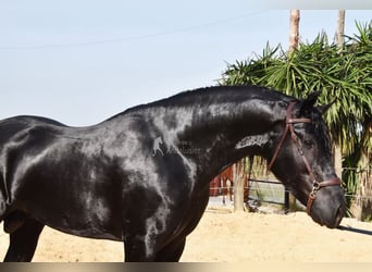 PRE Mix, Stallone, 4 Anni, Morello