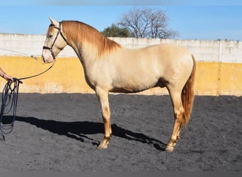 PRE, Stallone, 5 Anni, 157 cm, Pearl