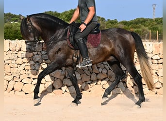 PRE, Stallone, 5 Anni, 158 cm, Grigio