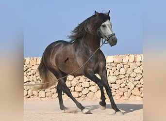 PRE, Stallone, 5 Anni, 158 cm, Grigio