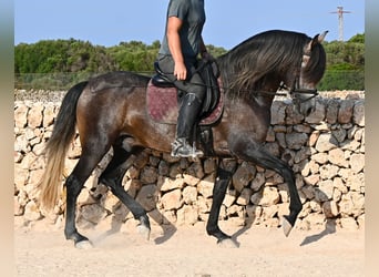PRE, Stallone, 5 Anni, 158 cm, Grigio