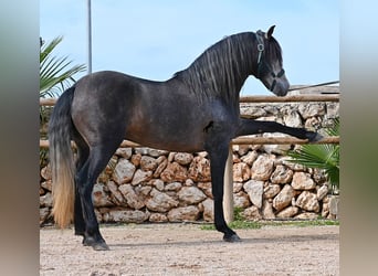 PRE Mix, Stallone, 5 Anni, 158 cm, Grigio