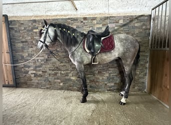 PRE, Stallone, 5 Anni, 158 cm, Grigio pezzato
