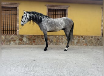 PRE, Stallone, 5 Anni, 158 cm, Grigio pezzato