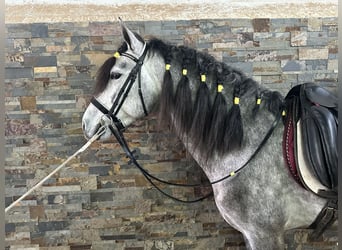 PRE, Stallone, 5 Anni, 158 cm, Grigio pezzato