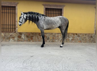 PRE, Stallone, 5 Anni, 158 cm, Grigio pezzato