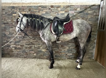 PRE, Stallone, 5 Anni, 158 cm, Grigio pezzato