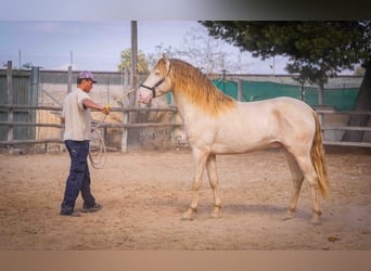 PRE, Stallone, 5 Anni, 158 cm, Perlino