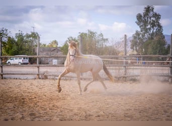 PRE, Stallone, 5 Anni, 158 cm, Perlino