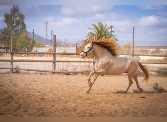 PRE, Stallone, 5 Anni, 158 cm, Perlino