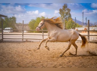 PRE, Stallone, 5 Anni, 158 cm, Perlino