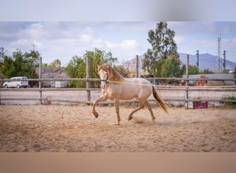 PRE, Stallone, 5 Anni, 158 cm, Perlino