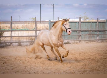 PRE, Stallone, 5 Anni, 158 cm, Perlino