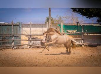 PRE, Stallone, 5 Anni, 158 cm, Perlino