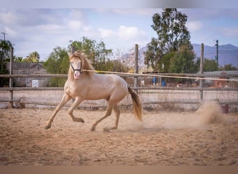 PRE, Stallone, 5 Anni, 158 cm, Perlino