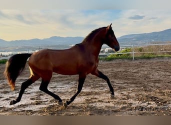 PRE Mix, Stallone, 5 Anni, 159 cm, Baio