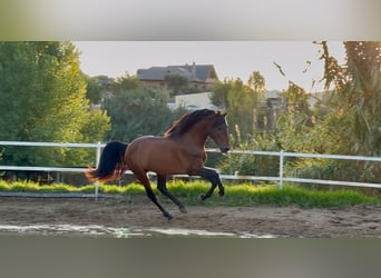 PRE, Stallone, 5 Anni, 159 cm, Baio ciliegia