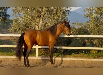 PRE, Stallone, 5 Anni, 159 cm, Baio ciliegia