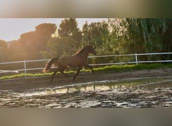 PRE, Stallone, 5 Anni, 159 cm, Baio ciliegia