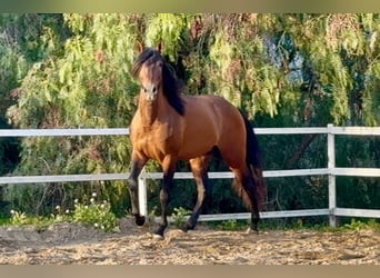 PRE, Stallone, 5 Anni, 159 cm, Baio ciliegia