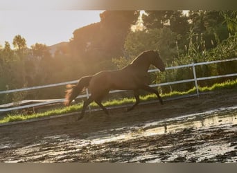 PRE, Stallone, 5 Anni, 159 cm, Baio ciliegia