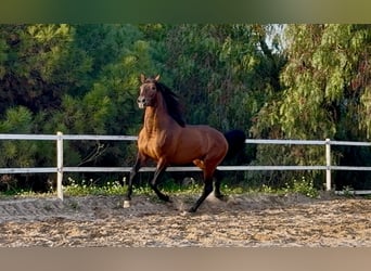 PRE, Stallone, 5 Anni, 159 cm, Baio ciliegia