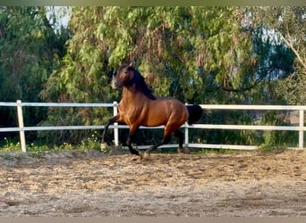 PRE, Stallone, 5 Anni, 159 cm, Baio ciliegia
