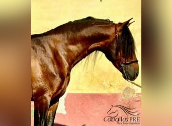 PRE Mix, Stallone, 5 Anni, 159 cm