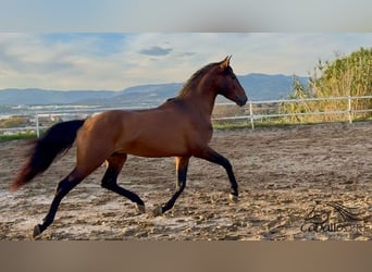 PRE Mix, Stallone, 5 Anni, 159 cm