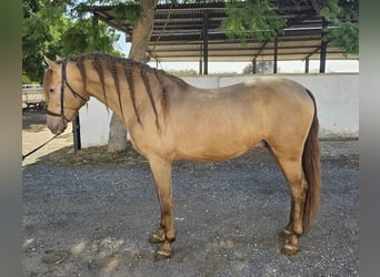 PRE Mix, Stallone, 5 Anni, 159 cm, Champagne