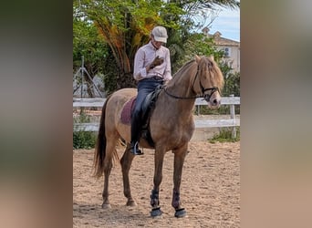 PRE Mix, Stallone, 5 Anni, 159 cm, Champagne