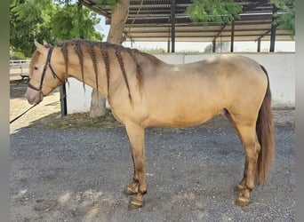 PRE Mix, Stallone, 5 Anni, 159 cm, Champagne