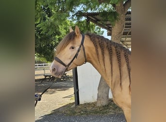 PRE Mix, Stallone, 5 Anni, 159 cm, Champagne