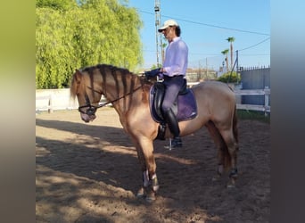 PRE Mix, Stallone, 5 Anni, 159 cm, Champagne