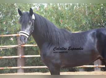 PRE, Stallone, 5 Anni, 159 cm, Grigio ferro